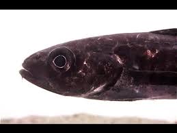 Image result for Boreogadus saida