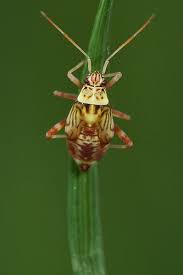 Attēlu rezultāti vaicājumam “Rhabdomiris striatellus imago”