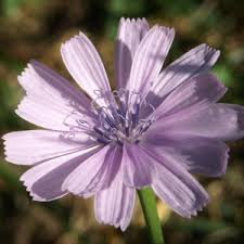 Attēlu rezultāti vaicājumam “Cichorium intybus flower”