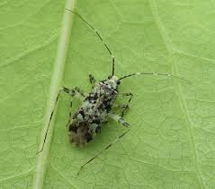 Attēlu rezultāti vaicājumam “Phytocoris tiliae imago”