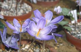 Attēlu rezultāti vaicājumam “Crocus speciosus”