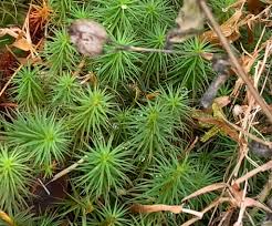 Attēlu rezultāti vaicājumam “Polytrichastrum longisetum”