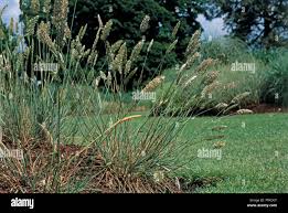 Attēlu rezultāti vaicājumam “Koeleria glauca”