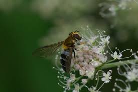 Attēlu rezultāti vaicājumam “Leucozona glaucia”