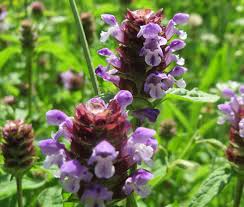 Attēlu rezultāti vaicājumam “Prunella vulgaris”