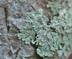 Attēlu rezultāti vaicājumam “Parmeliopsis ambigua”