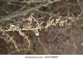 Attēlu rezultāti vaicājumam “Atriplex littoralis fruit”