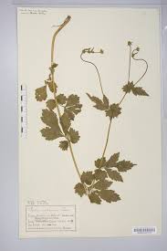 Image result for Geum urbanum