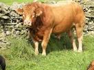 near to Middleton-in-Teesdale, County Durham, Great Britain. Load of bull - via Daymix