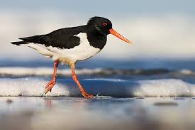 Attēlu rezultāti vaicājumam “Haematopus ostralegus adult”