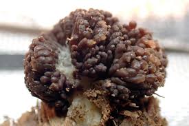 Attēlu rezultāti vaicājumam “Tubifera ferruginosa (subsp. ferruginosa)”