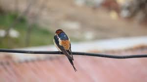 Image result for Cecropis daurica