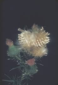 Attēlu rezultāti vaicājumam “Cirsium vulgare flower”