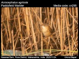 Image result for Acrocephalus agricola