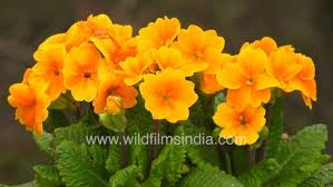 Attēlu rezultāti vaicājumam “Primula elatior flower”