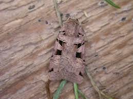 Attēlu rezultāti vaicājumam “Xestia triangulum”