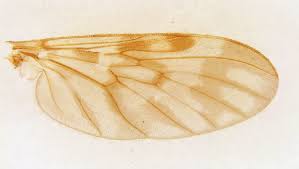 Attēlu rezultāti vaicājumam “Sylvicola sp.”