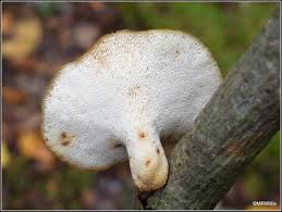 Attēlu rezultāti vaicājumam “Polyporus tuberaster”