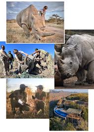 Image result for Rhyl Rhinos