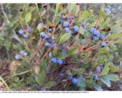 Attēlu rezultāti vaicājumam “Veronica scutellata fruit”