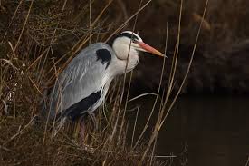 Attēlu rezultāti vaicājumam “Ardea cinerea adult”