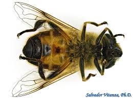 Attēlu rezultāti vaicājumam “Trioza dispar nymph”