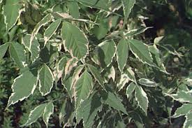 Attēlu rezultāti vaicājumam “Acer negundo leaf”