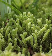 Attēlu rezultāti vaicājumam “Paludella squarrosa”