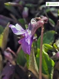 Attēlu rezultāti vaicājumam “Viola uliginosa”