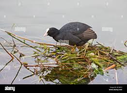 Attēlu rezultāti vaicājumam “Fulica atra adult”