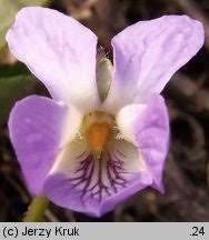 Attēlu rezultāti vaicājumam “Viola collina”