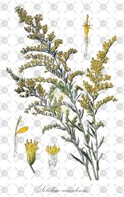 Attēlu rezultāti vaicājumam “Solidago canadensis fruit”