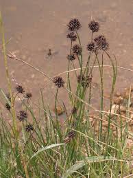Attēlu rezultāti vaicājumam “Juncus alpinoarticulatus fruit”