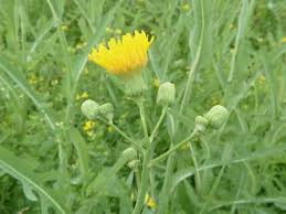 Attēlu rezultāti vaicājumam “Sonchus arvensis subsp. uliginosus bud”