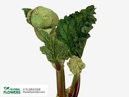 Attēlu rezultāti vaicājumam “Rheum rhabarbarum flower”