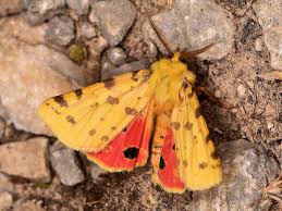 Attēlu rezultāti vaicājumam “Rhyparia purpurata”