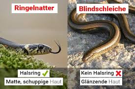 Image result for Ringelnatter