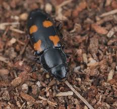 Attēlu rezultāti vaicājumam “Glischrochilus quadripunctatus”