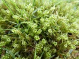 Attēlu rezultāti vaicājumam “Rhytidiadelphus squarrosus”