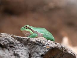 Attēlu rezultāti vaicājumam “Hyla arborea”