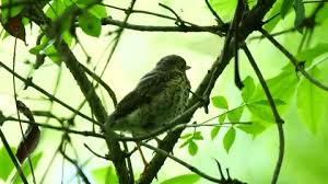 Attēlu rezultāti vaicājumam “Turdus philomelos juvenile”