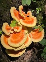 Attēlu rezultāti vaicājumam “Laetiporus sulphureus”