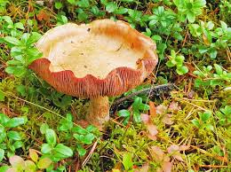 Attēlu rezultāti vaicājumam “Cortinarius praestans”
