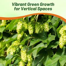 Attēlu rezultāti vaicājumam “Humulus lupulus”