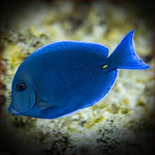 Image result for Acanthurus coeruleus