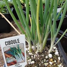 Résultat de recherche d'images pour "Allium fistulosum"