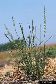 Attēlu rezultāti vaicājumam “Lolium perenne”