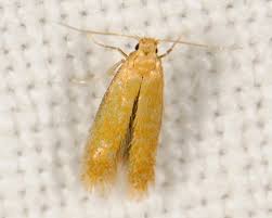 Attēlu rezultāti vaicājumam “Tischeria complanella larva”