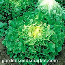 Image result for Endivie