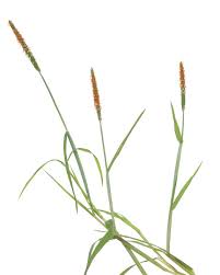 Attēlu rezultāti vaicājumam “Alopecurus aequalis”